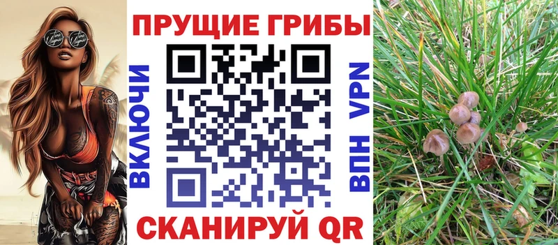 где можно купить наркотик  Химки  Псилоцибиновые грибы GOLDEN TEACHER 