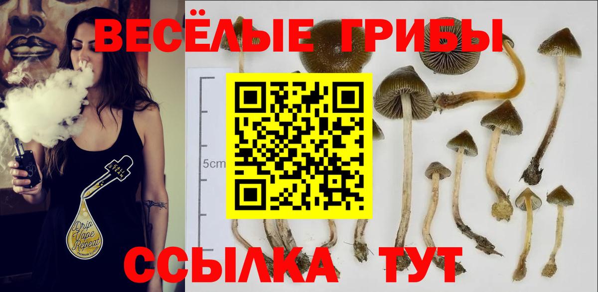 Псилоцибиновые грибы Magic Shrooms  Вход с VPN  Химки  Псилоцибиновые грибы прущие грибы 